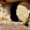 Jesus is risen – Jesus Is Present and Real – Easter reflection by Fr. Lalo Jara, Mission San Luis Rey Parish